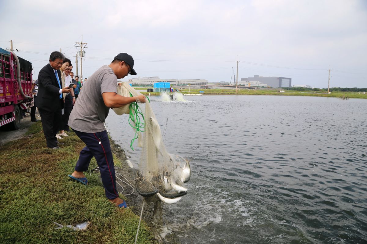 搶救虱目魚價格