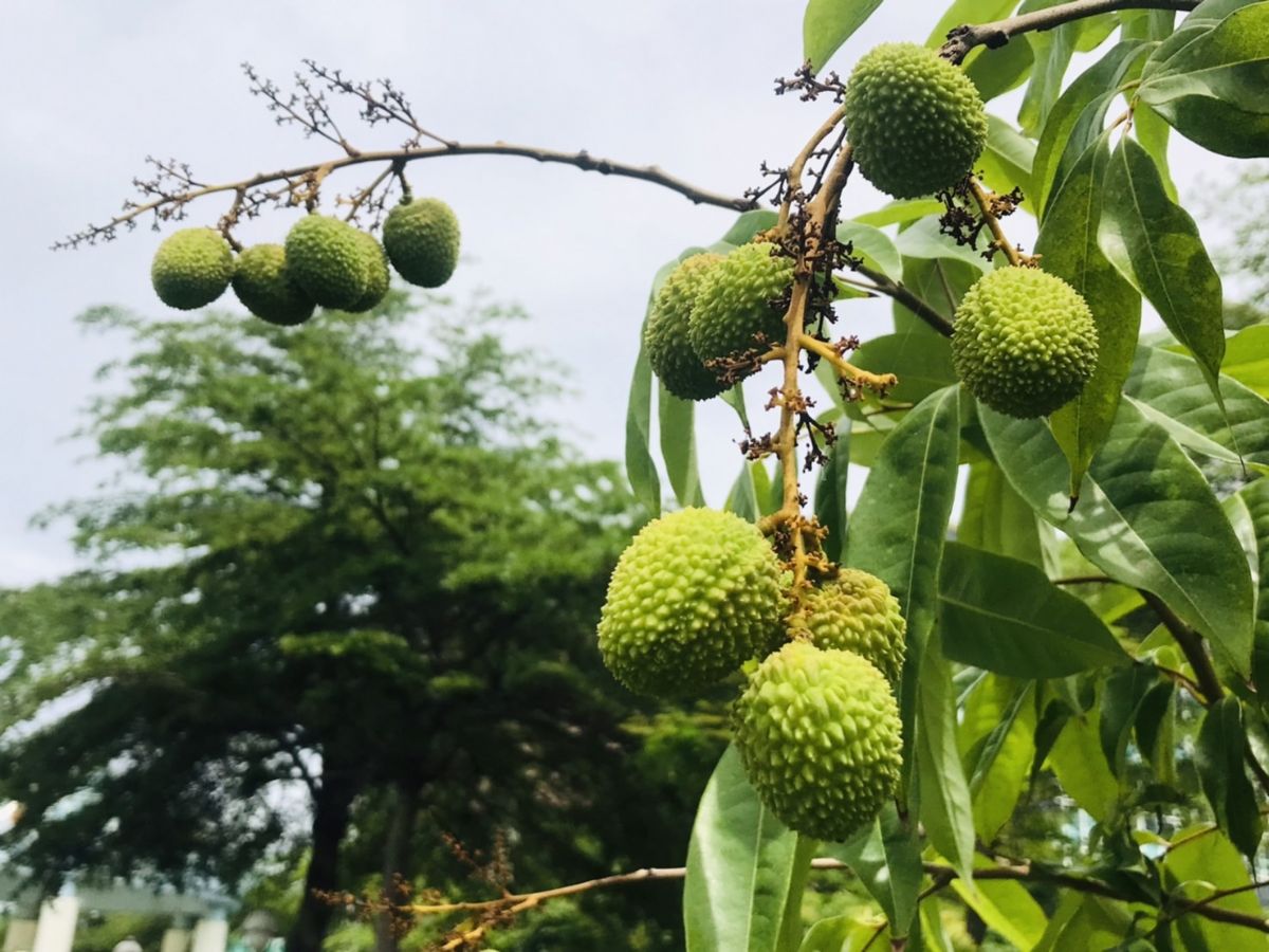 壓力太大了嗎？臺南市議會廣植花果可助療癒