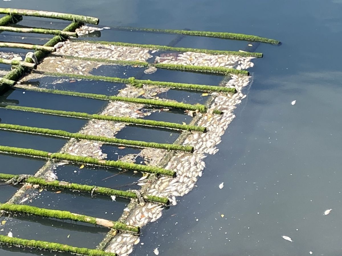 議員李啟維-颱風雨後台南運河浮現魚屍　李啟維呼籲加速推動雨污分流
