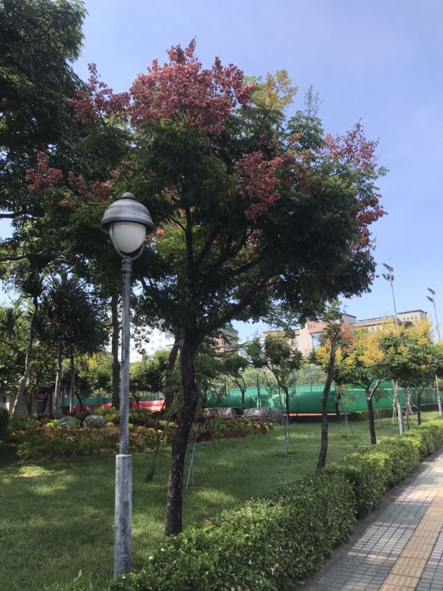 議員李啓維-欒樹花開季節