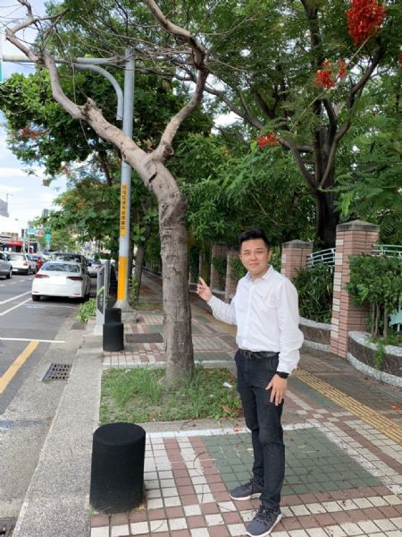議員李啓維-府前路枯死鳳凰樹應儘速移除以策安全