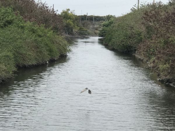 河川水泥化翠鳥消失